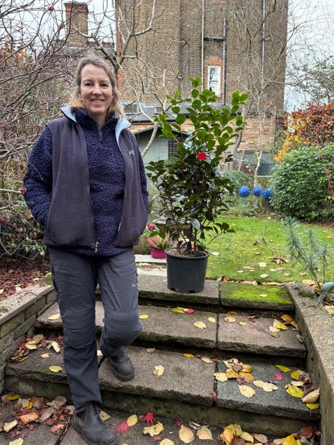 Camellia donated by Lesley Buchan and won by Linda Almond1